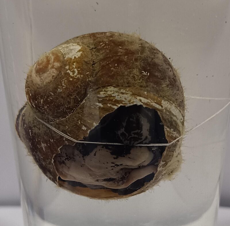 Pila Specimen | Apple Snail | Zoology Specimen - Image 2