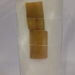 Typha Specimen | Botany Specimen
