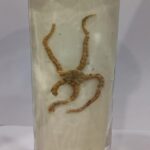 Antedon Specimen | Zoology Specimen