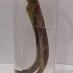 Orchid Root Specimen | Botany Specimen