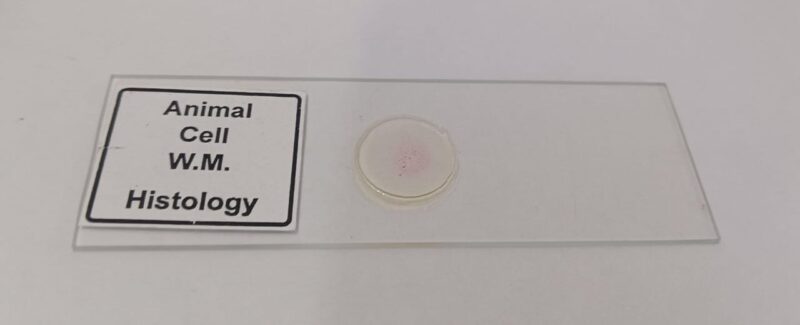 Animal Cell Prepared Microscope Slide Set (Set of 5 Pcs.) with Box - Image 3