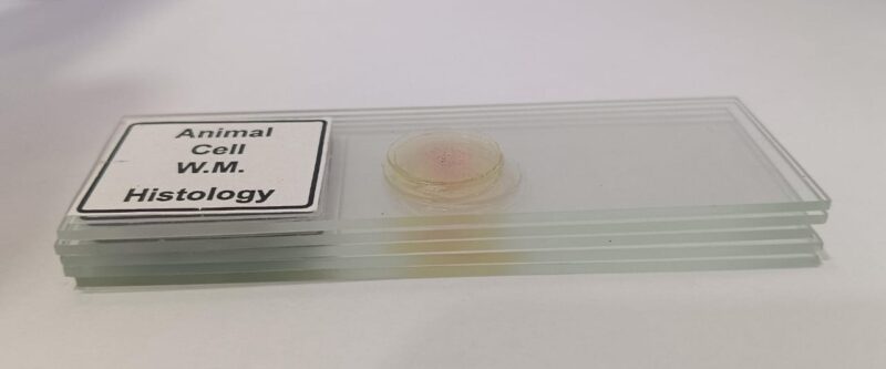 Animal Cell Prepared Microscope Slide Set (Set of 5 Pcs.) with Box - Image 2