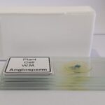 Plant Cell Prepared Microscope Slide Set (Set of 5 Pcs.) with Box
